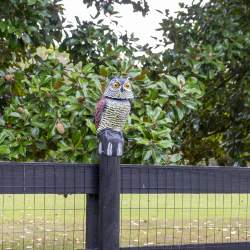 4G Owl Figurine Hidden Camera with 4K Live Streaming & Wi-Fi - Image 16